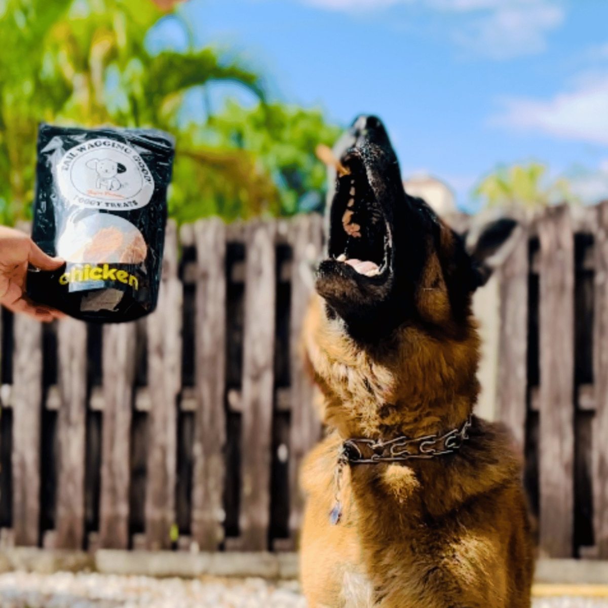Tail Wagging Good Treats product — German Shepherd catching treats